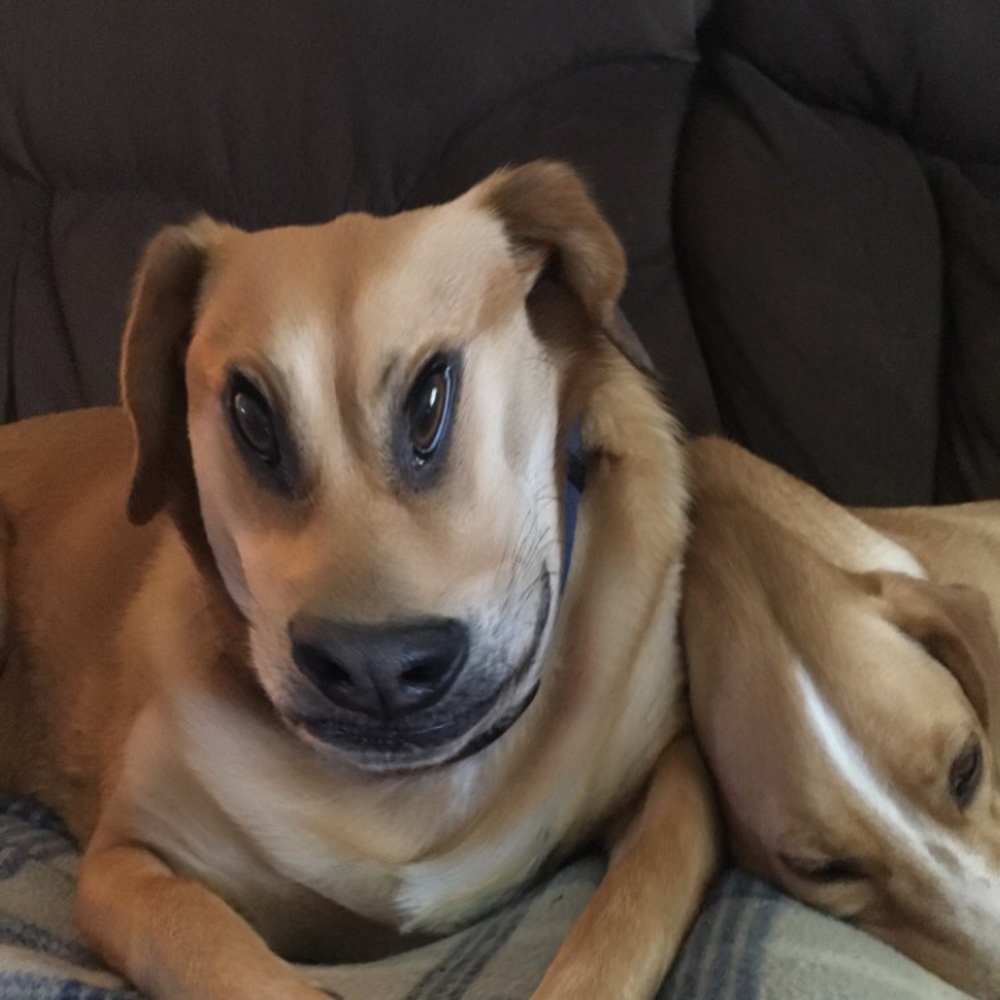 Meet your Posher, Shelby